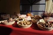Kartoffelfest "Tolle Knolle" - 4. und 5. Oktober 2014 - Ibbenbüren - Innenstadt